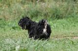TERRIER DU TIBET 273